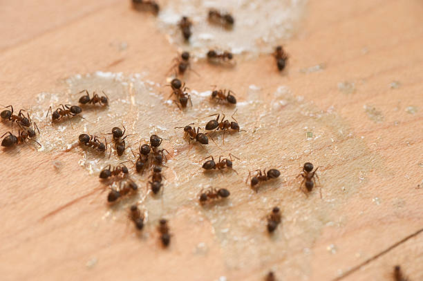 Professional Pest Control in Center Line, MI